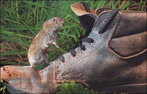 1_vole_2470_470x300.jpg