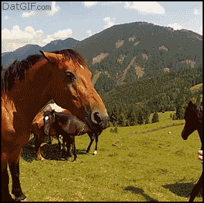 vWO8q.gif
