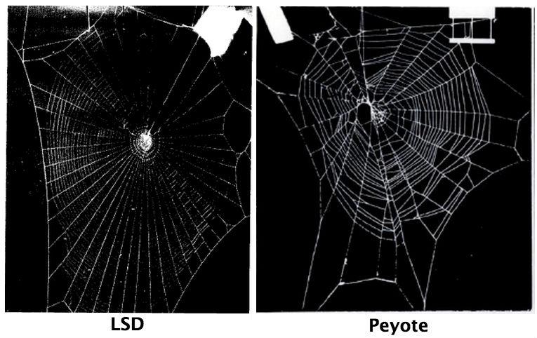 peyote-lsd.jpg