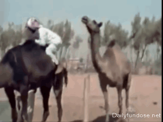 83779383.gif