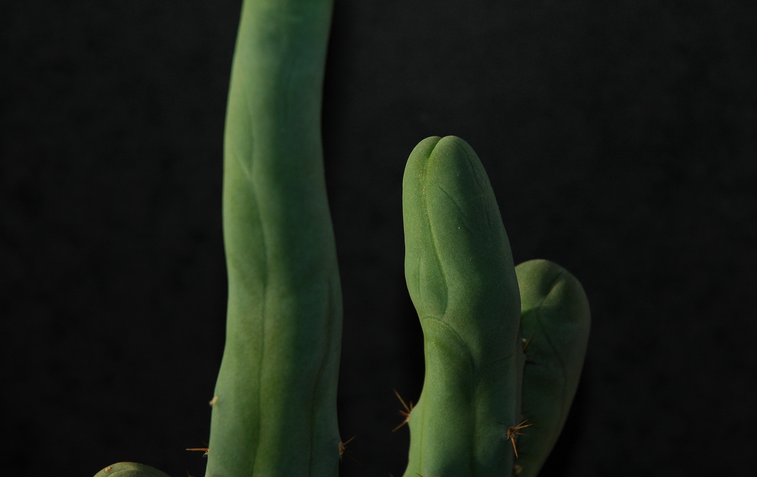 Penis_Plant_close-up.jpg