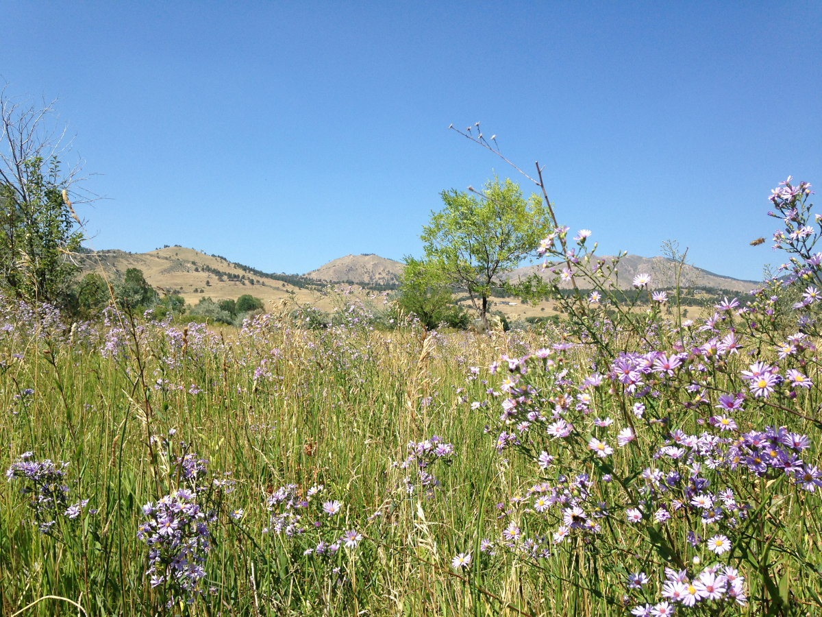 meadow.jpg