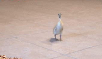 a48872551ffb25fbf26baddecd3eafa2.gif