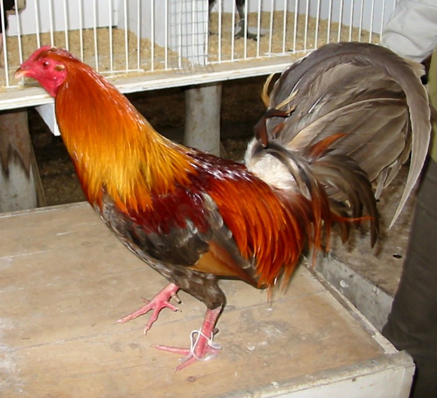 Q528VPW.jpg