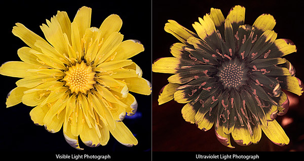 uv1.jpg