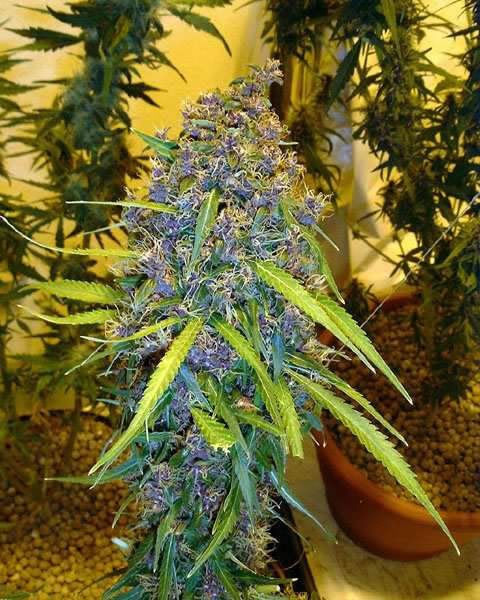 marijuana_bud_pictures.jpg