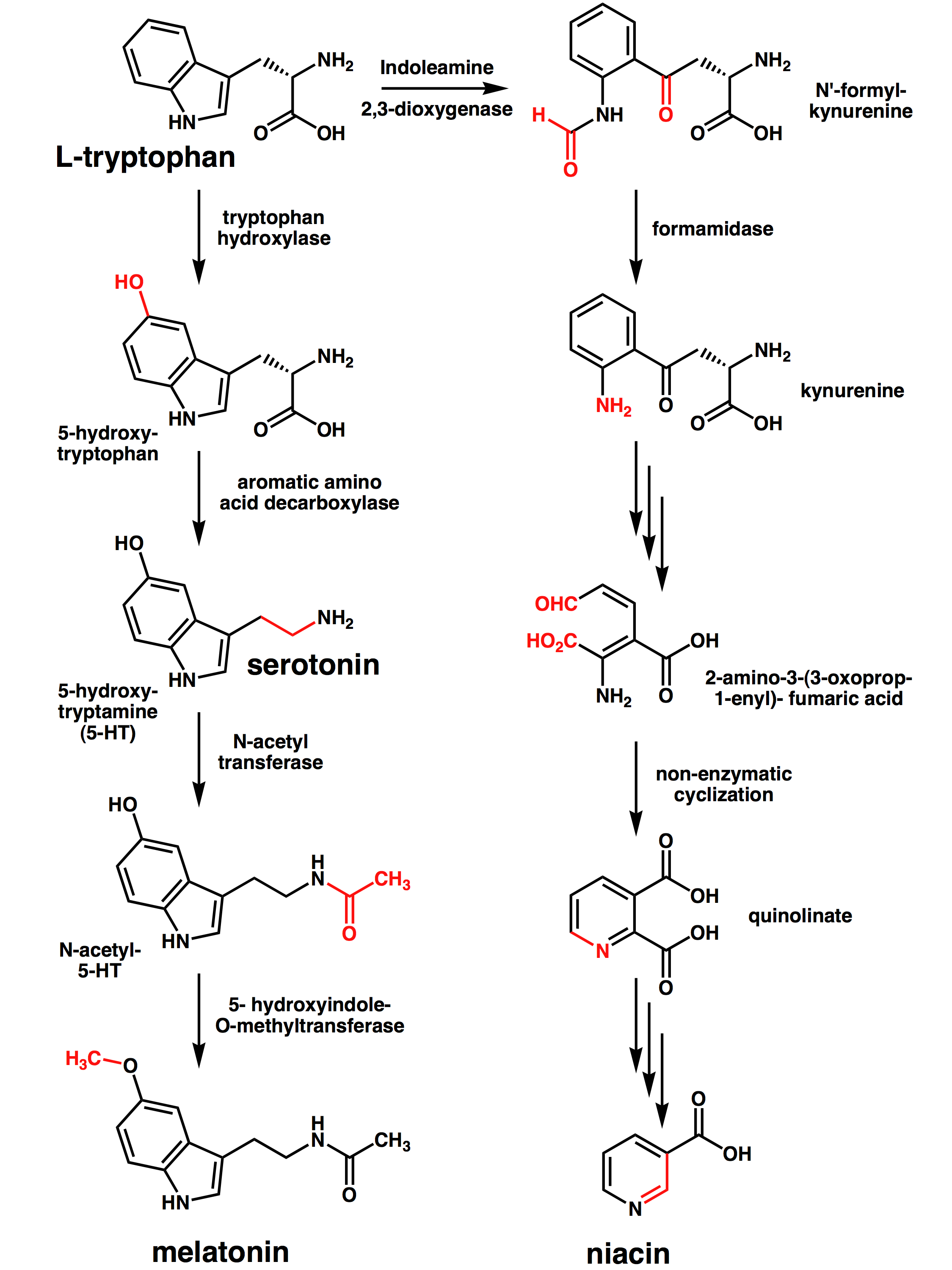Tryptophan_metabolism.png