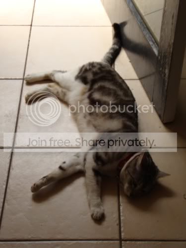 hotkitties1.jpg