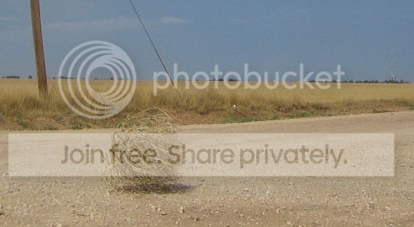 Tumbleweed_rolling_2.jpg