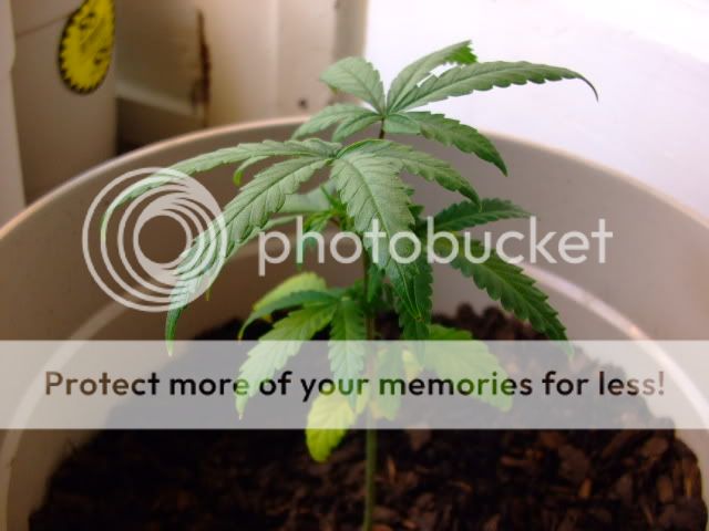 weed033.jpg