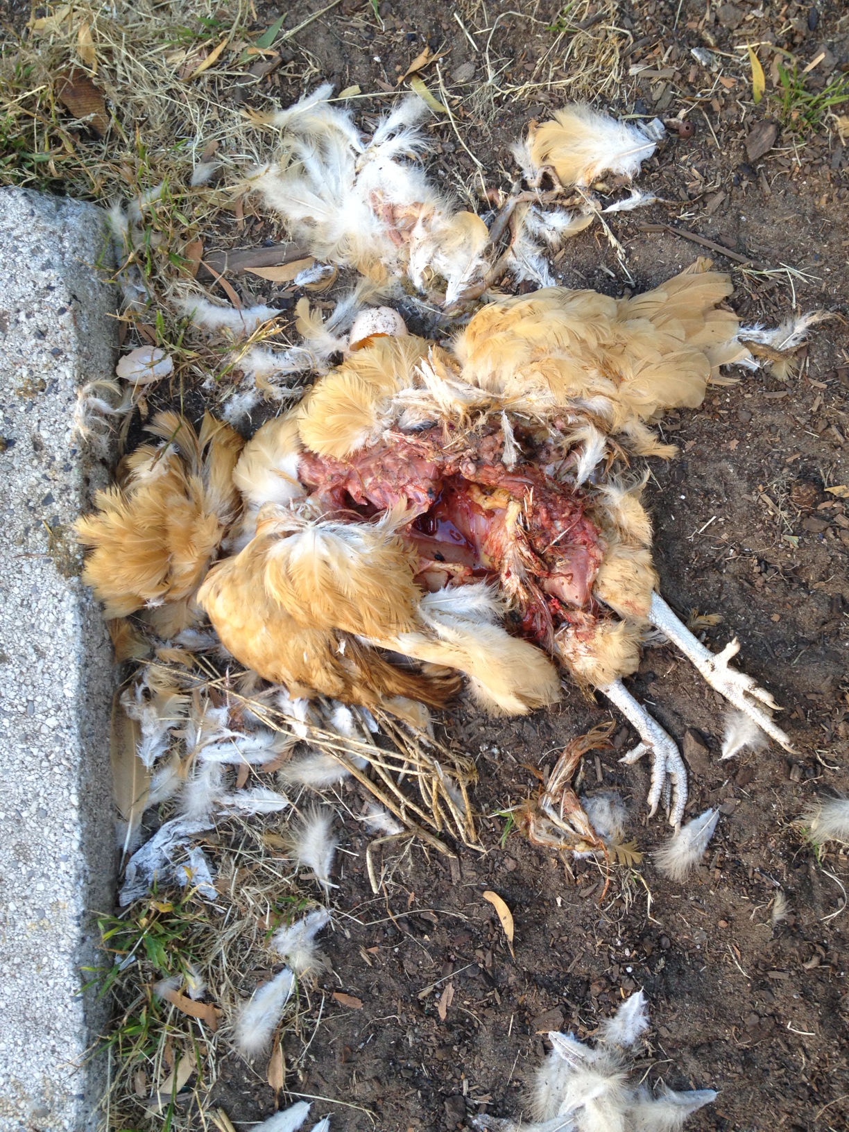 chicken4.jpg