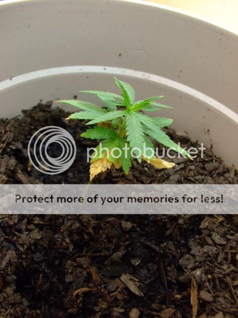 weed026.jpg