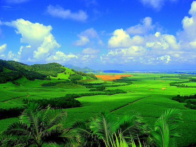 Sugarcane_plantation_in_Mauritius.jpg