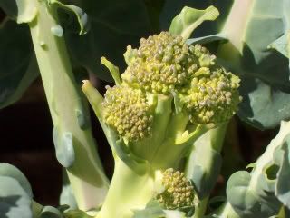 Broccolisolo.jpg