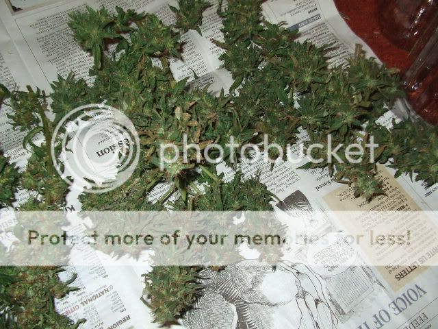 weed094.jpg