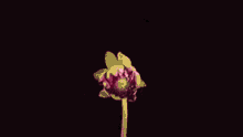 QRqNbdp.gif
