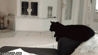 Rhgdw8RgAUirO60RmNaNdA2.gif