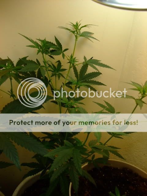 weed042.jpg