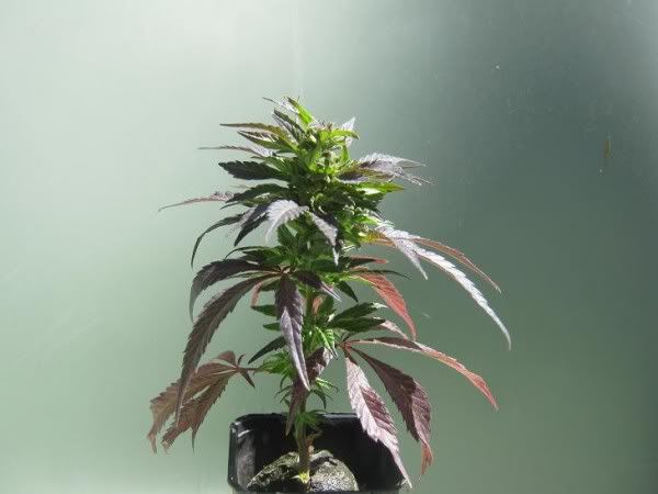 purpwidow.jpg