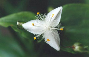 tradescantia01.jpg