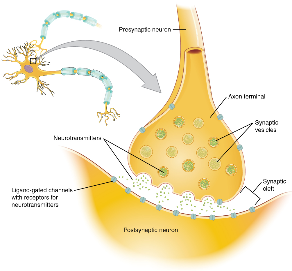 1225-Chemical-Synapse.jpg
