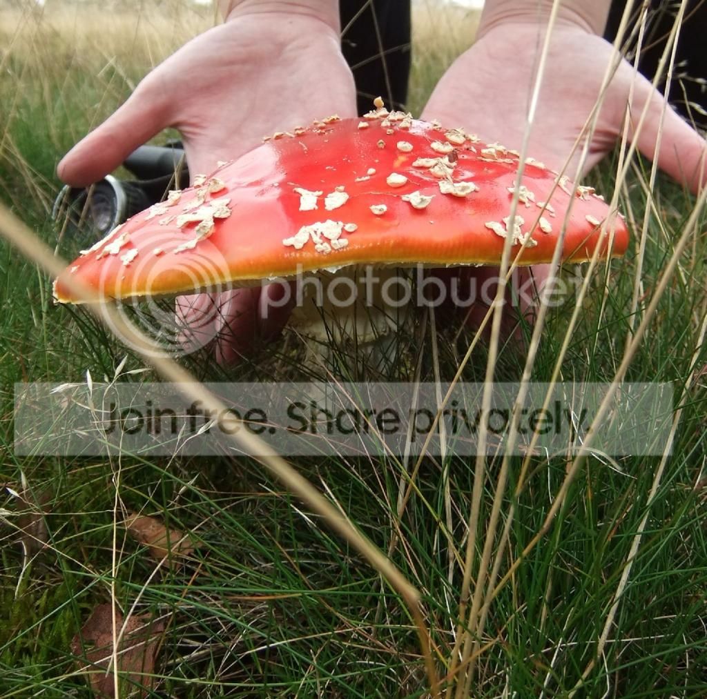 DSCF1969_zps41d9ed72.jpg
