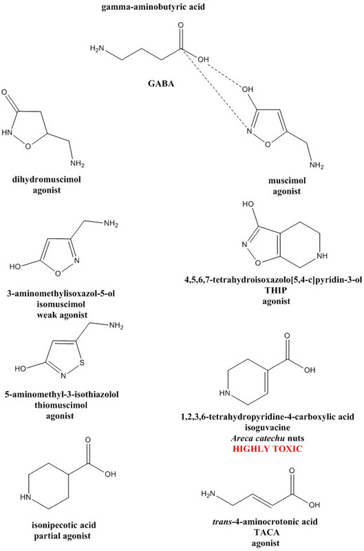 dihydromuscimol.jpg