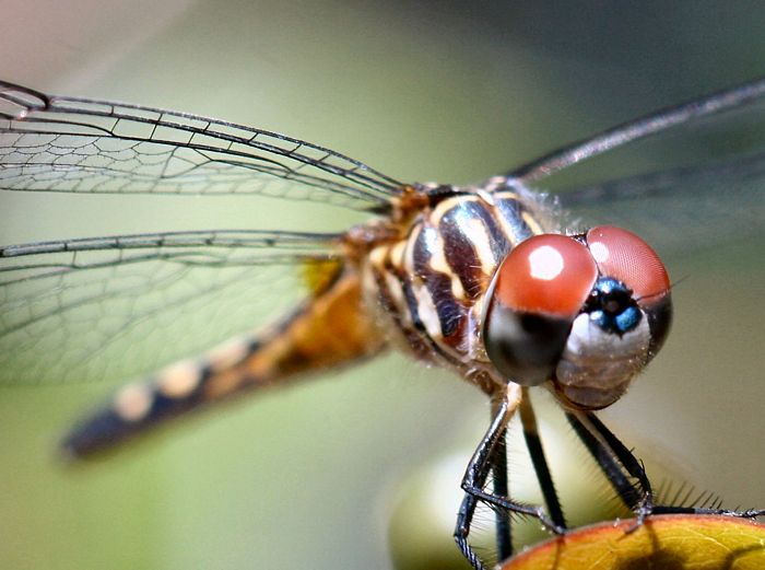 6341_tn_Stunning%20Dragonfly.jpg