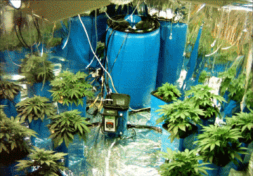 WEED-GROWING-TIMELAPSE.gif