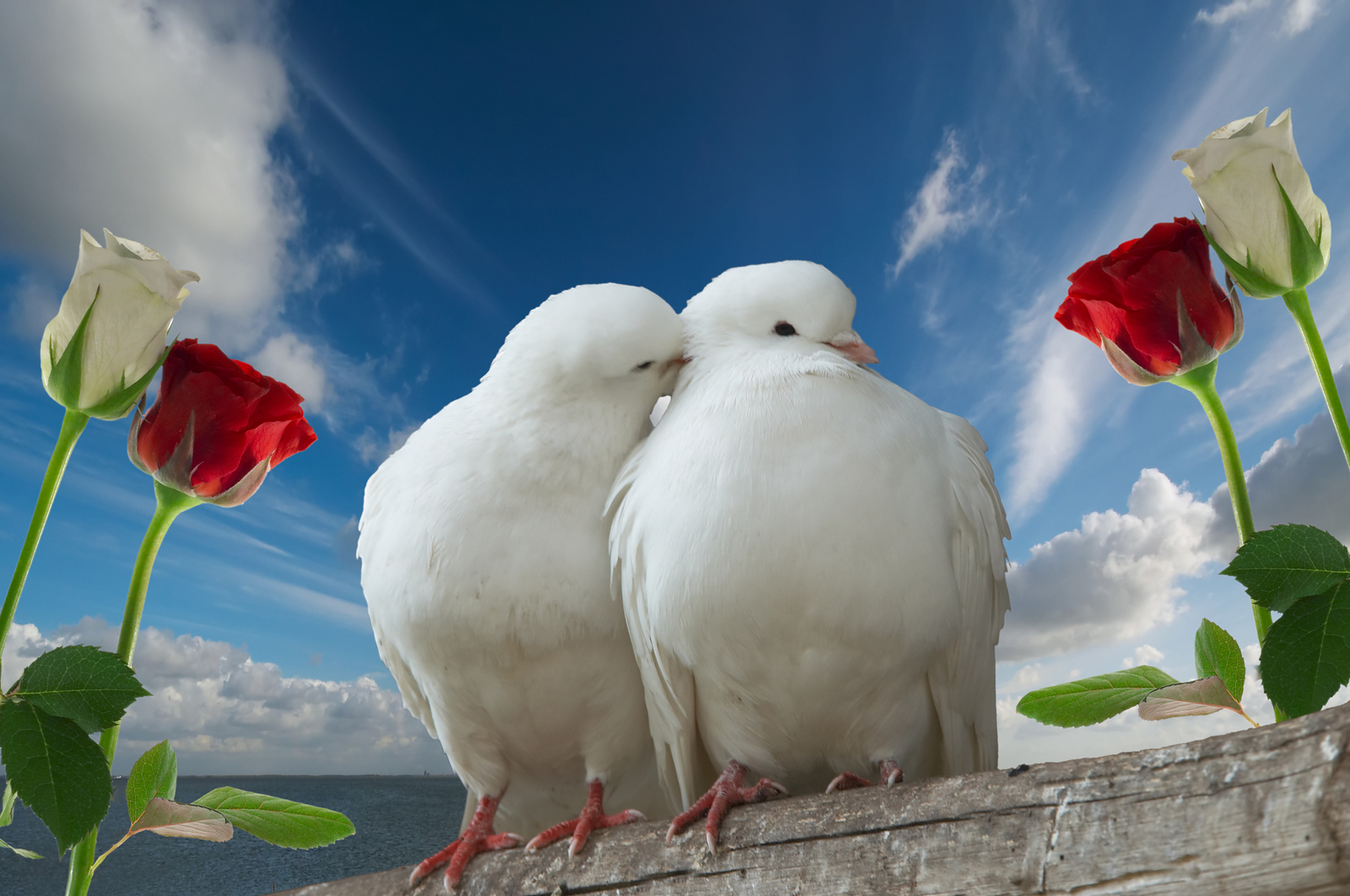 Doves-doves-31209093-1600-1062.jpg