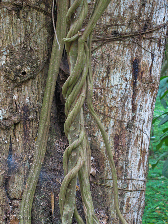 young-banisteriopsis-caapi-vines.jpg