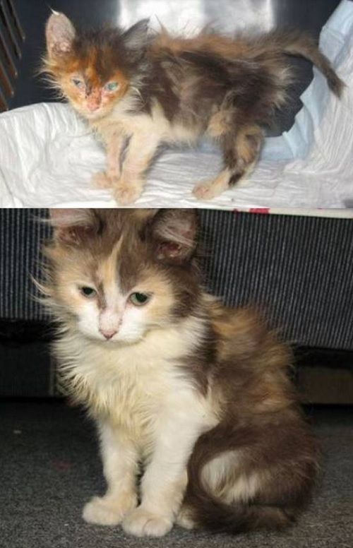 adopted-cat.jpg