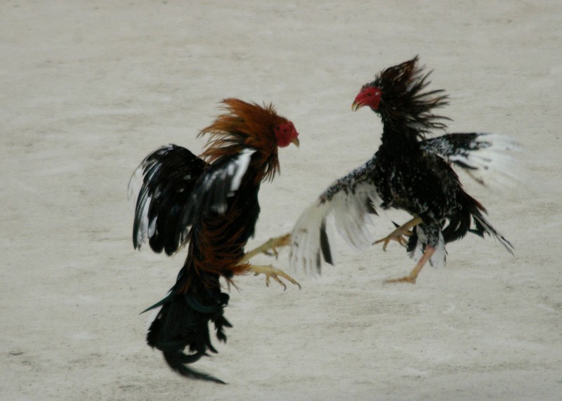 cockfight.jpg