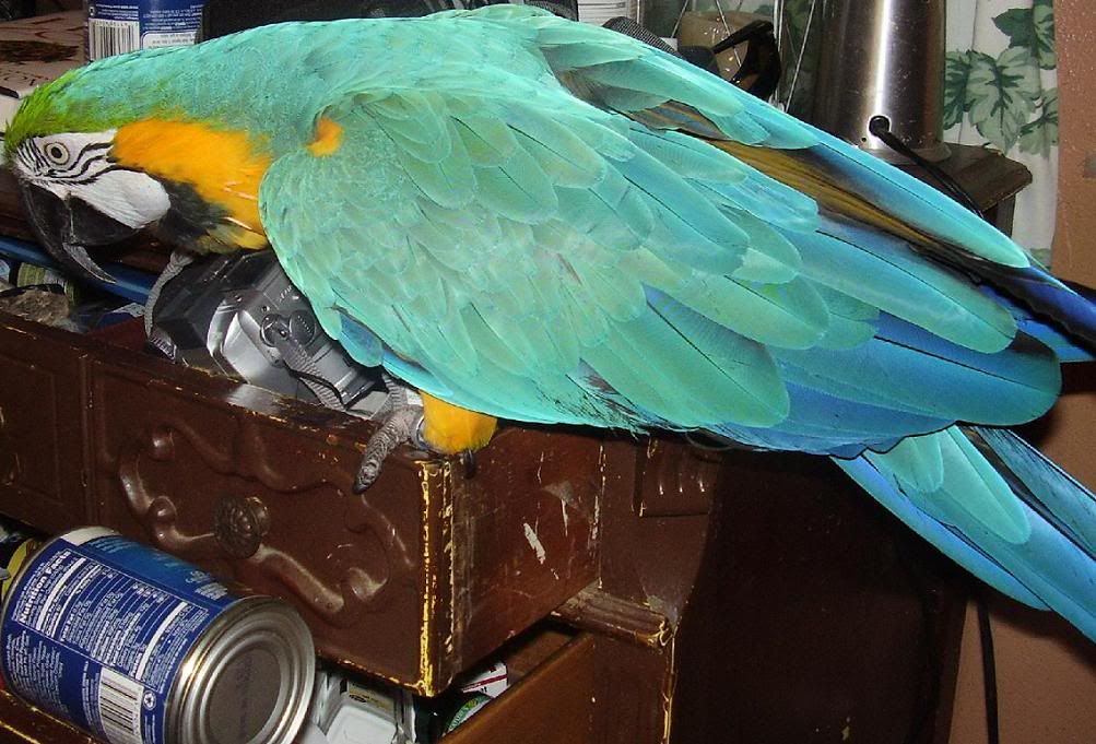 bird2.jpg