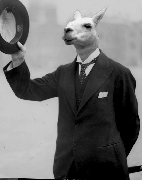 Llama_in_a_suit_by_JSPete.jpg