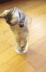 BxH7jQ5.gif
