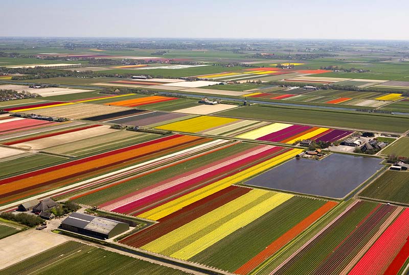 tulips.jpg