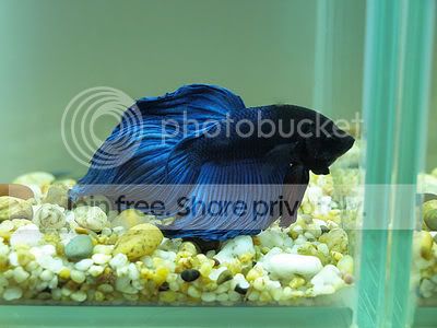 MetallicBlueVielTail.jpg