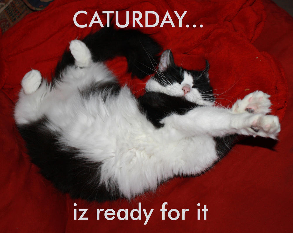 Caturday_by_pixelwitch.jpg