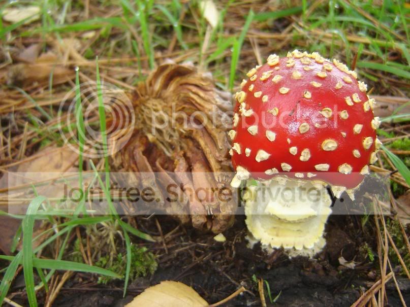 fungi9.jpg