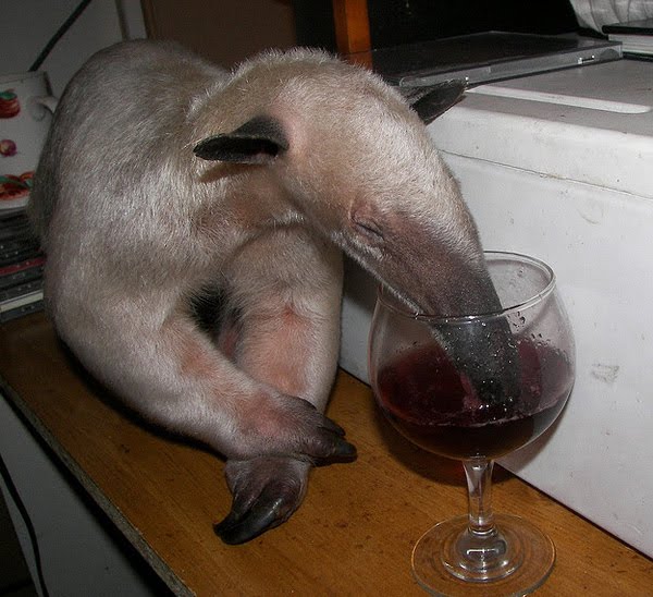 Pet_Anteater_21.jpg