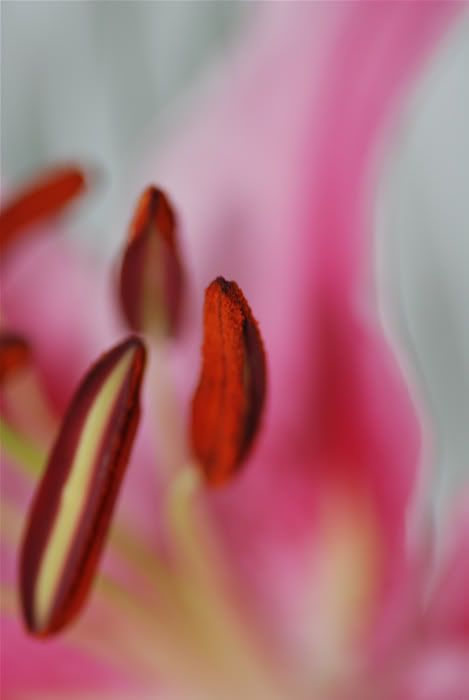 stamen.jpg
