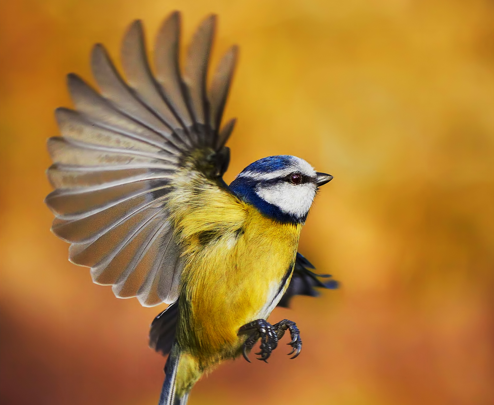 Blue-Tit-in-Flight_Web-Crop.jpg