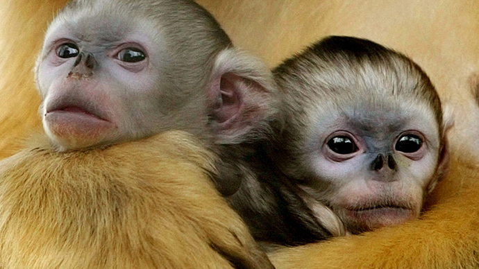 monkeys.si.jpg