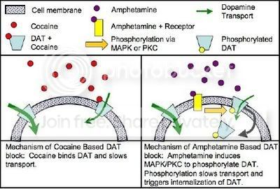 400px-DAT1regulation.jpg