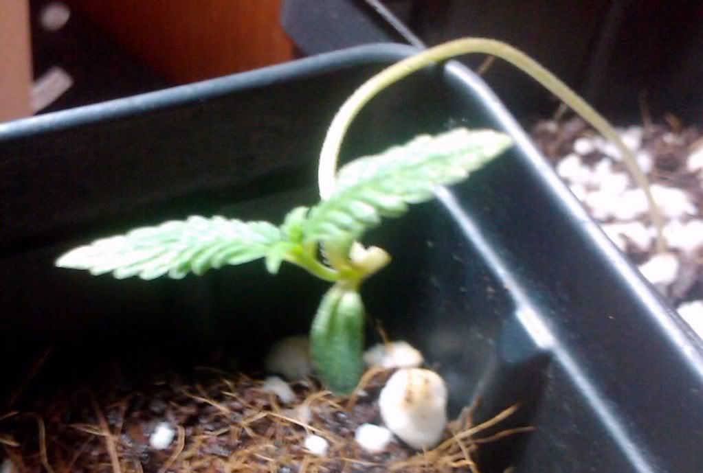 922wwidowseedling.jpg