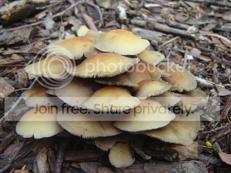 fungi15.jpg
