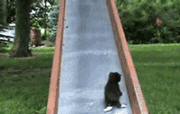 CPVws.gif