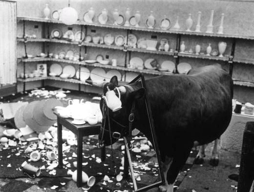 bull.jpg
