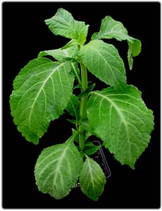 3056-salvia-divinorum.jpg